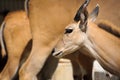 Portrait of young antelope