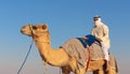 Portrait of a young Arab with a camel in the desert Royalty Free Stock Photo