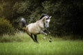 Portrait of a young Arabian purebred horse galloping in a meadow Royalty Free Stock Photo