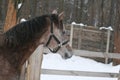 Portrait young Arabian 1-year-old stallion in a paddock against a fence and a winter forest Royalty Free Stock Photo