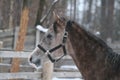 Portrait  young Arabian 1-year-old stallion walking  in a paddock against a fence and a winter forest Royalty Free Stock Photo