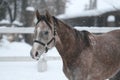 Portrait  young Arabian 1-year-old stallion walking  in a paddock Royalty Free Stock Photo