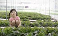 Portrait of young asian little girl collecting cabbage working in greenhouse garden in spring day time. Royalty Free Stock Photo