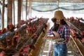 Portrait of young asian woman farmer collect fresh eggs in hands in Eggs chicken farm Royalty Free Stock Photo