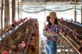 Portrait of young asian woman farmer collect fresh eggs in hands in Eggs chicken farm Royalty Free Stock Photo