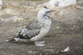 Young Australian Gannet Royalty Free Stock Photo