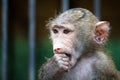 Portrait of young baboon