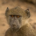 Portrait of a young baboon Royalty Free Stock Photo