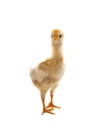 portrait of young baby chick standing and looking to camera isolated white background Royalty Free Stock Photo