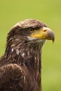 Portrait of young bald eagle Royalty Free Stock Photo