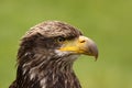 Portrait of a young bald eagle Royalty Free Stock Photo