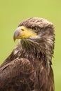 Portrait of a young bald eagle