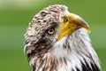 Portrait of Young Bald Eagle Royalty Free Stock Photo