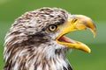 Portrait of Young Bald Eagle Royalty Free Stock Photo