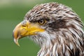 Portrait of Young Bald Eagle Royalty Free Stock Photo