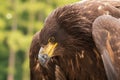 Portrait of a young bald eagle with an open beak Royalty Free Stock Photo