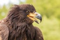Portrait of a young bald eagle with an open beak Royalty Free Stock Photo