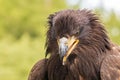 Portrait of a young bald eagle with an open beak Royalty Free Stock Photo