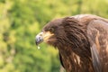 Portrait of a young bald eagle with an open beak Royalty Free Stock Photo