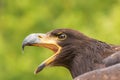 Portrait of a young bald eagle with an open beak Royalty Free Stock Photo