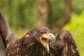 Portrait of a young bald eagle with an open beak Royalty Free Stock Photo