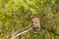 Portrait of a young bald eagle with an open beak Royalty Free Stock Photo