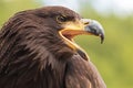 Portrait of a young bald eagle with an open beak Royalty Free Stock Photo