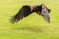 Portrait of a young bald eagle with an open beak Royalty Free Stock Photo