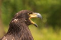 Portrait of a young bald eagle with an open beak Royalty Free Stock Photo