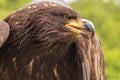 Portrait of a young bald eagle with an open beak Royalty Free Stock Photo