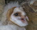 Portrait of a young barn owl Royalty Free Stock Photo