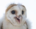 Pportrait of a young barn owl Royalty Free Stock Photo