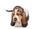 Portrait young basset hound puppy standing in front view. isolated on white background