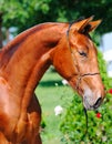 Portrait of young bay stallion Royalty Free Stock Photo