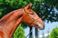 Portrait of young bay stallion Royalty Free Stock Photo