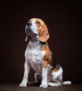 Portrait of young beagle dog