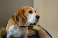 Portrait of young beagle dog at home. Funny smart dog sitting on the bed in the corner of room. Selective focus. Blurred