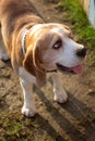 Portrait of young beagle dog looking up with trust. Cute young dog on a walk in the park. Close up. Selective focus. Blurred