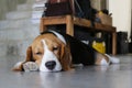 Portrait of young Beagle dog lying on the floor