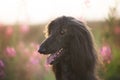 Portrait of young and beautiful afghan hound dog in the field at golden sunset Royalty Free Stock Photo