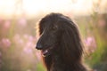 Portrait of young and beautiful afghan hound dog in the field at golden sunset Royalty Free Stock Photo