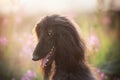 Portrait of young and beautiful afghan hound dog in the field at golden sunset Royalty Free Stock Photo