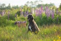 Portrait of young and beautiful afghan hound dog in the field Royalty Free Stock Photo