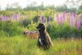 Portrait of young and beautiful afghan hound dog in the field Royalty Free Stock Photo