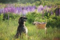 Portrait of young and beautiful afghan hound dog in the field Royalty Free Stock Photo