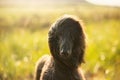 Portrait of young and beautiful afghan hound dog in the field at sunset Royalty Free Stock Photo