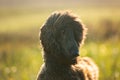 Portrait of young and beautiful afghan hound dog in the field at sunset Royalty Free Stock Photo