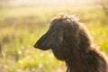 Portrait of young and beautiful afghan hound dog in the field at sunset