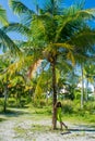 Portrait of young beautiful asian girl huging a palm tree Royalty Free Stock Photo