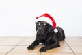 portrait of a young beautiful black labrador dog wearing modern sunglasses and a santa hat. white background. Christmas concept. Royalty Free Stock Photo